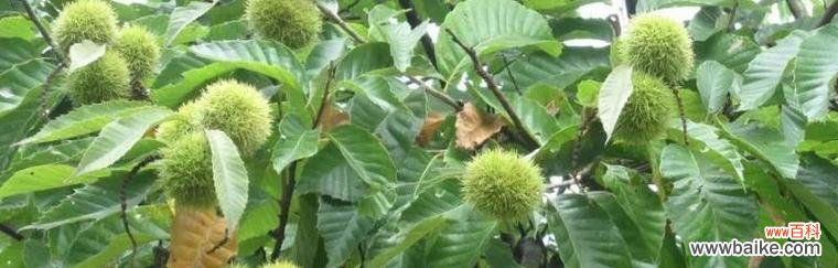 揭开板栗树风水的奥秘 板栗树风水之祥瑞与吉祥