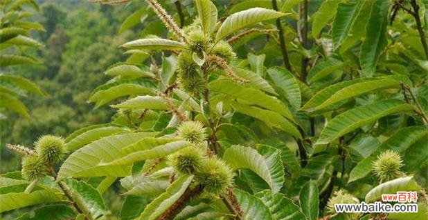 揭开板栗树风水的奥秘 板栗树风水之祥瑞与吉祥