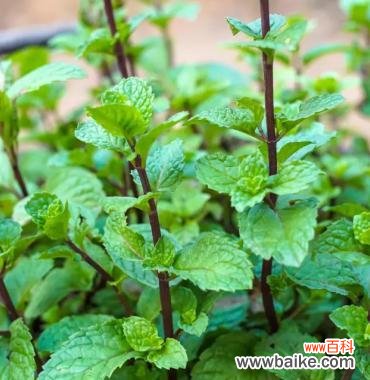 清新疗愈、舒缓压力 薄荷叶的花语及其寓意