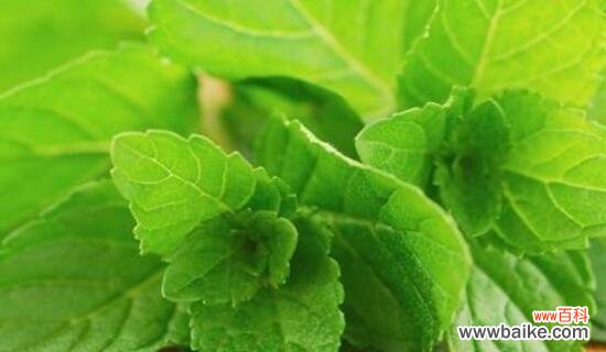 清新疗愈、舒缓压力 薄荷叶的花语及其寓意