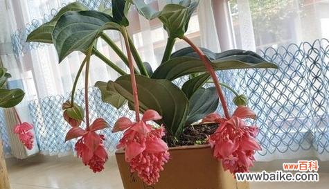 探秘宝莲灯花的福运之道 宝莲灯花的风水寓意与摆放位置