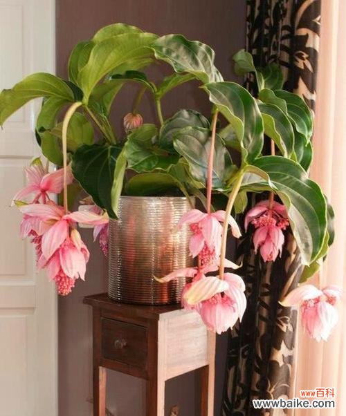 探秘宝莲灯花的福运之道 宝莲灯花的风水寓意与摆放位置