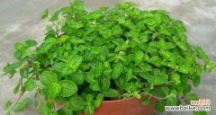 解读薄荷花的代表意义与隐含信息 薄荷花语的神秘之谜