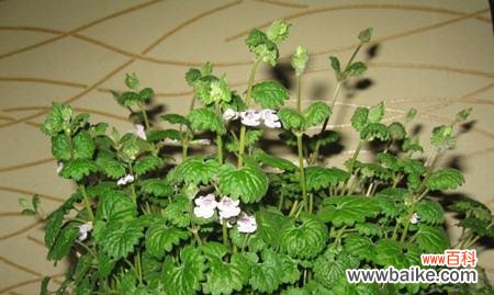 揭秘薄荷开花对风水的影响 薄荷开花的风水寓意
