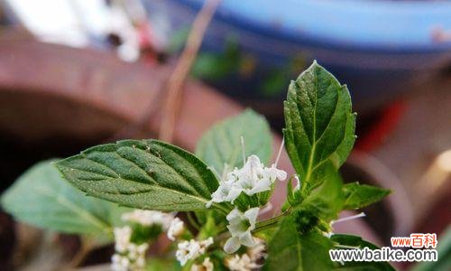 揭秘薄荷开花对风水的影响 薄荷开花的风水寓意