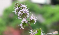 揭秘薄荷开花对风水的影响 薄荷开花的风水寓意