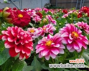 包头市花小丽花的传承与发展 包头市花小丽花的象征寓意及其文化价值