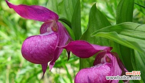 桃花开放的美景及其象征意义 保定的市花——桃花，象征着繁华与希望