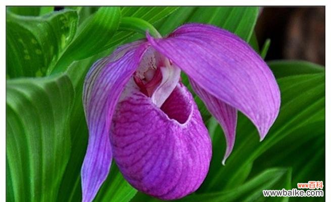 桃花开放的美景及其象征意义 保定的市花——桃花，象征着繁华与希望