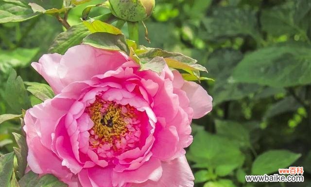 桃花开放的美景及其象征意义 保定的市花——桃花，象征着繁华与希望