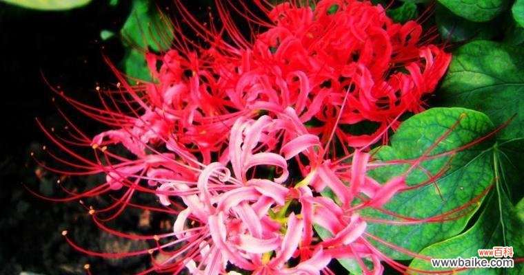 不同颜色的彼岸花传递的花语 彼岸花的多彩世界