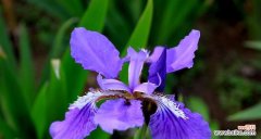 揭开鸢尾花背后的意义与象征 鸢尾花语