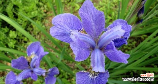 探索鸢尾花的神秘含义及其独特传达方式 鸢尾花之寓意与花语