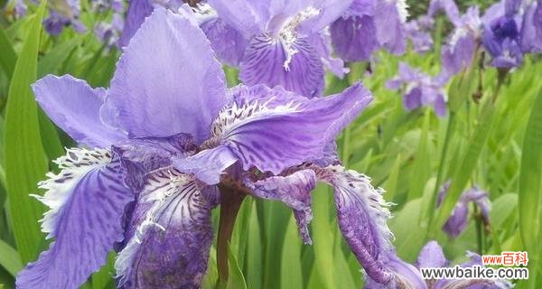 探索鸢尾花的神秘含义及其独特传达方式 鸢尾花之寓意与花语