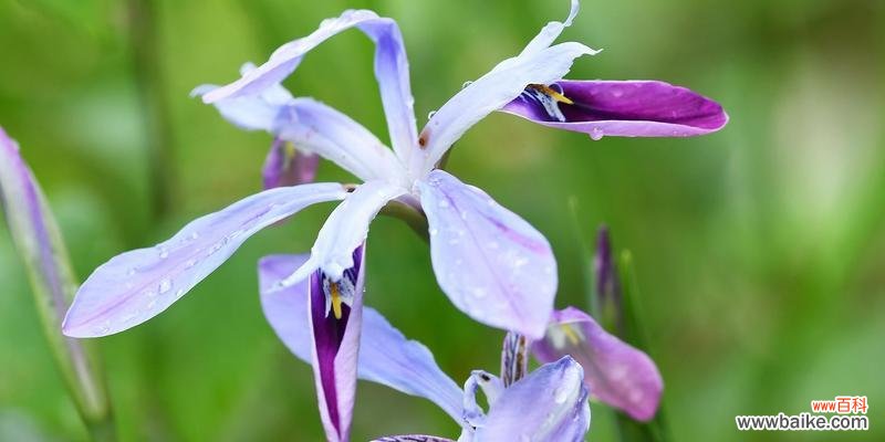 揭开鸢尾花的花语之谜 鸢尾花的花语和传说
