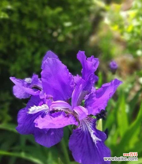 揭开鸢尾花的花语之谜 鸢尾花的花语和传说