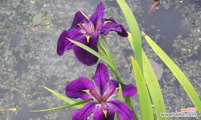 追寻鸢尾花的寓意与文化底蕴 鸢尾花