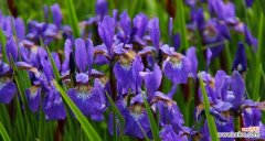 追寻鸢尾花的寓意与文化底蕴 鸢尾花