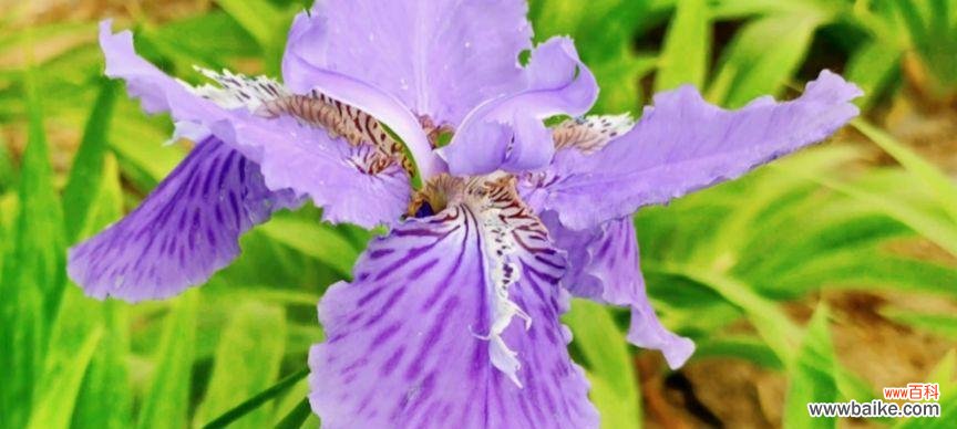 揭秘鸢尾花的神秘传说与美丽花语 鸢尾花