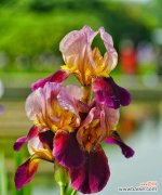 用花言巧语传达情感 鸢尾花