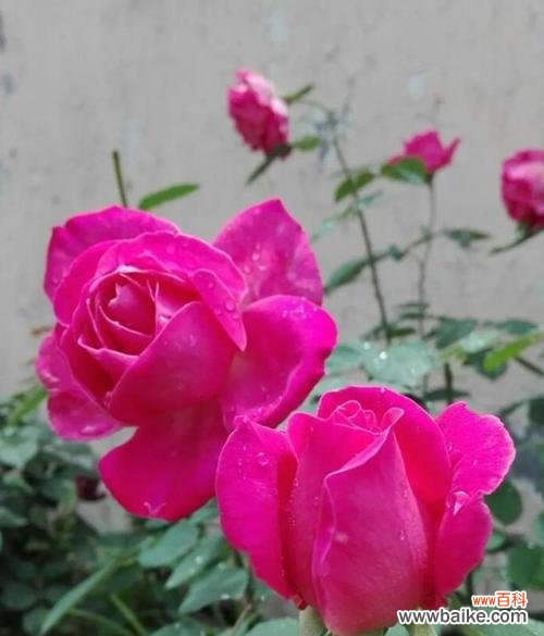 探寻月季花语的意义与魅力 月季花语之浪漫与美丽