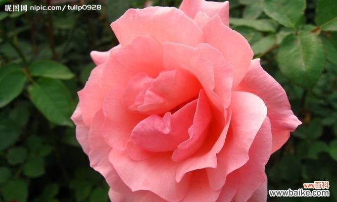 探寻月季花语的意义与魅力 月季花语之浪漫与美丽