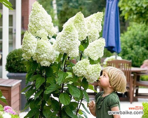 花开在深夜 月光花，秘语花园的守护者