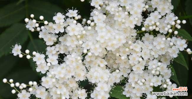花开在深夜 月光花，秘语花园的守护者