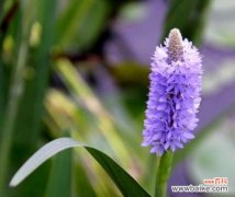 探究鸢尾兰花的象征意义及文化内涵 鸢尾兰花的花语与意义