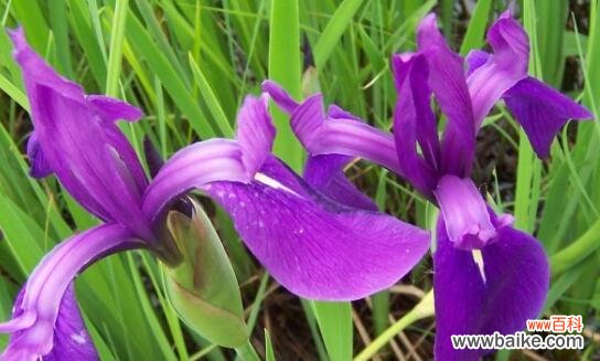 探究鸢尾兰花的象征意义及文化内涵 鸢尾兰花的花语与意义