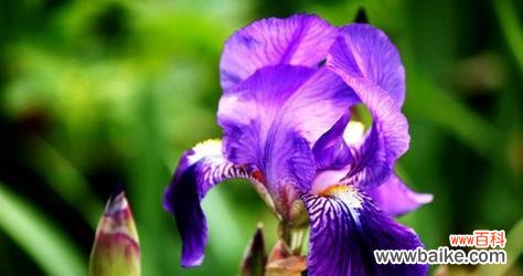 探究鸢尾兰花的象征意义及文化内涵 鸢尾兰花的花语与意义