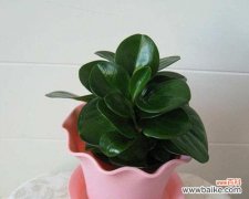 揭开碧玉花的秘密 碧玉花的风水寓意与摆放位置