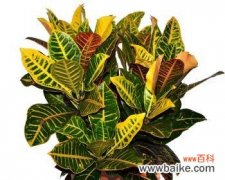 揭秘变色木的风水奥秘及最佳摆放位置 变色木的风水寓意与摆放位置