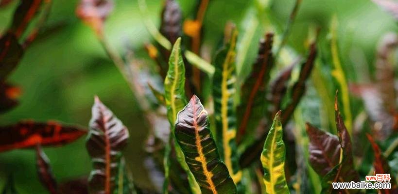 探索家居中变叶木的秘密 变叶木的风水寓意及摆放位置