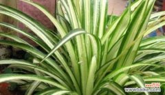 传递爱意的花语如诉衷情 以表示爱的花花语是爱的花