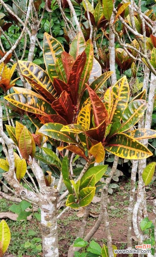 揭秘变叶木开花的奥秘 变叶木的开花之谜