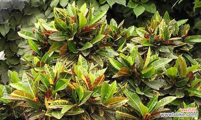 揭秘变叶木开花的奥秘 变叶木的开花之谜