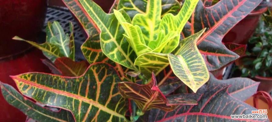 揭秘变叶木开花的奥秘 变叶木的开花之谜