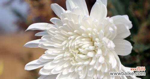 寄托哀思的花语 花语中的哀思之花——倾诉无言的悲伤