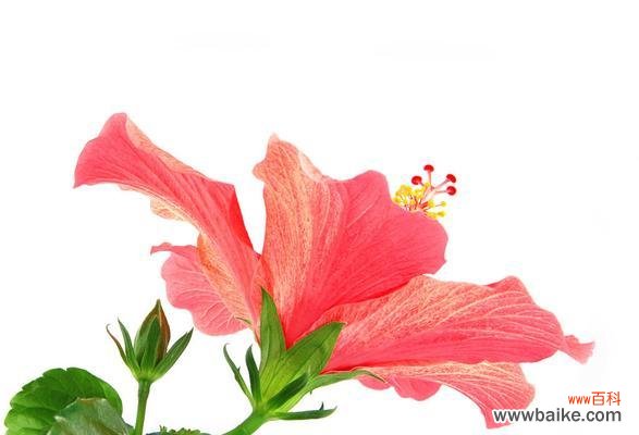 以表示爱国的花为主题的花花语 热爱祖国,花开四季