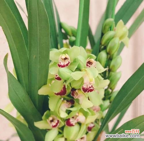 以表示爱国的花为主题的花花语 热爱祖国,花开四季