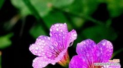 以表示爱国的花为主题的花花语 热爱祖国，花开四季