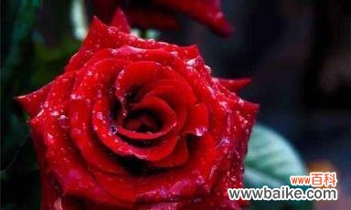 花开花谢 暧昧的花语