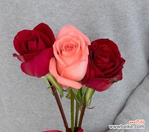 花开花谢 暧昧的花语