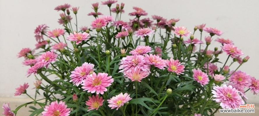 以花为语 花语，诉说暗恋之情