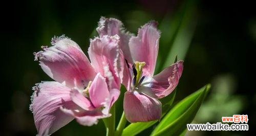 用花语传达爱意的7种花 花语之爱慕-鲜花传递的爱的语言