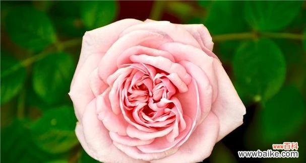 用花语传达爱意的7种花 花语之爱慕-鲜花传递的爱的语言