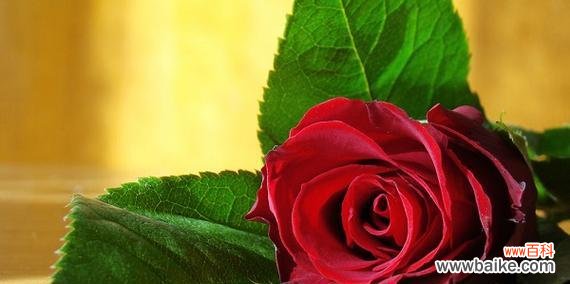 探寻花语中的爱与情 用花语传递爱意