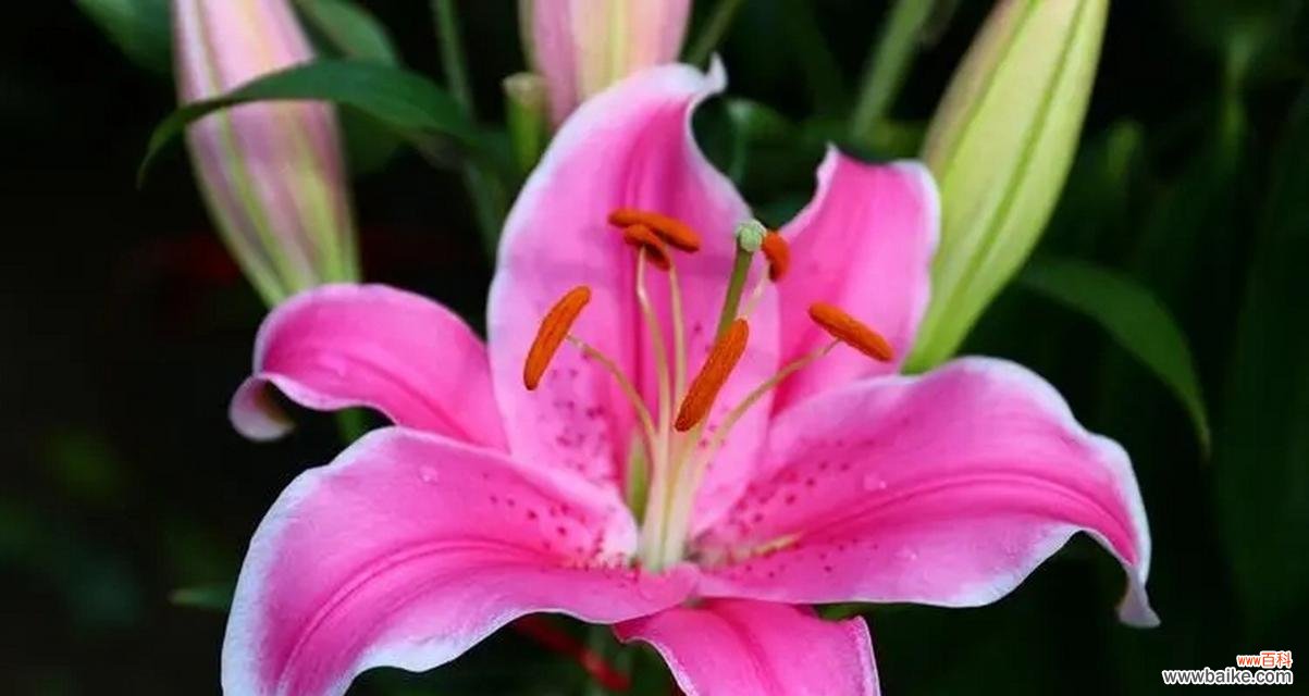 探寻花语中的爱与情 用花语传递爱意