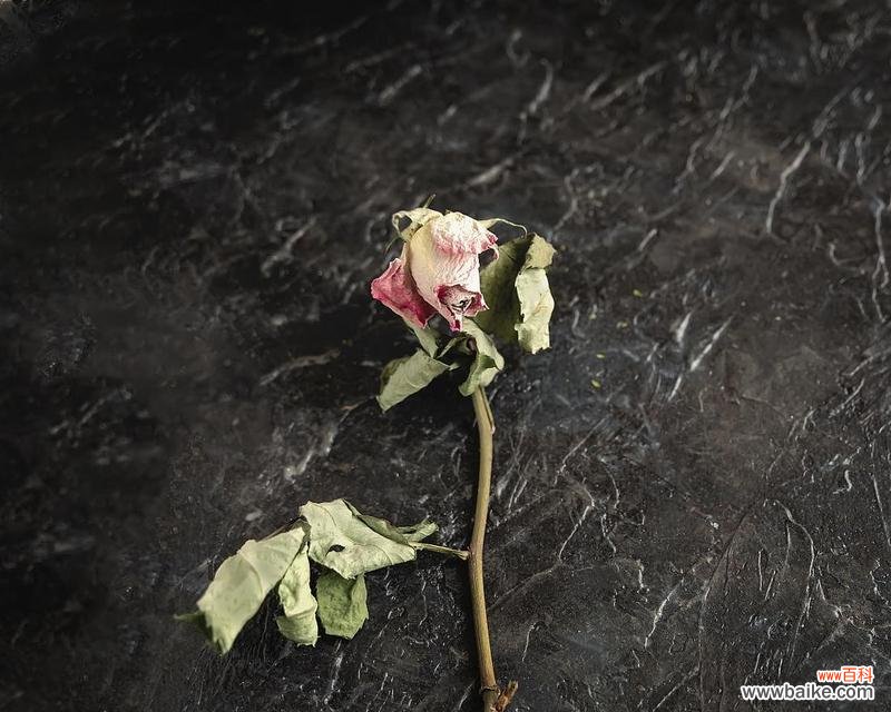 探索花朵如何传达悲伤情绪 悲伤的花语